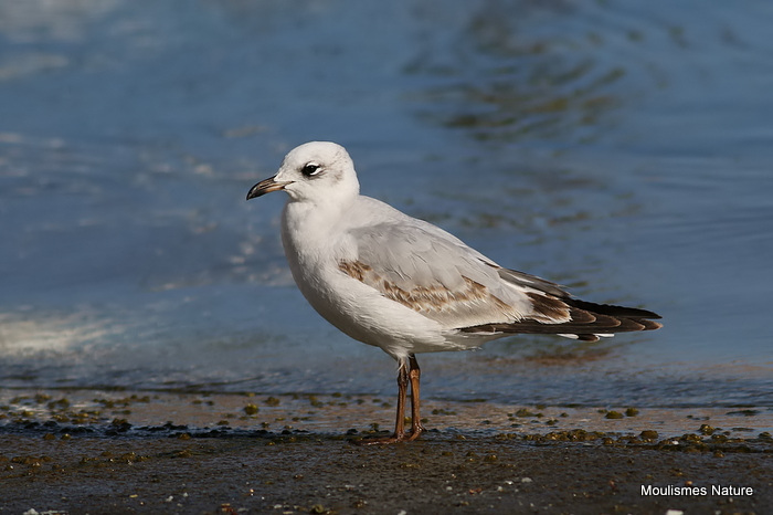 L. melanocephalus 1st-winter