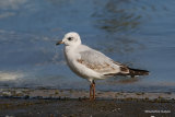 L. melanocephalus 1st-winter