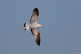 L. melanocephalus 1st-winter