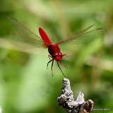 Scarlet Darter (Crocothemis erythraea) M