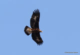 Golden Eagle | Aquila chrysaetos | 1st-year