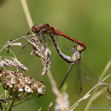 Common Darters (Sympetrum striolatum)