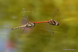 Common Darters (Sympetrum striolatum)