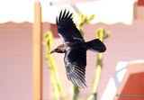 Brown-necked Raven | Corvus ruficollis | adult