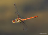 Common Darter (Sympetrum striolatum) M