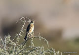 Richard's Pipit | Anthus richardi