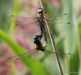 Migrant Hawkers (Aeshna mixta)