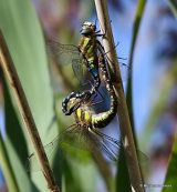 Migrant Hawkers (Aeshna mixta)