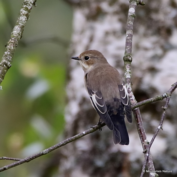 Pied Flycatcher (Ficedula hypoleuca)