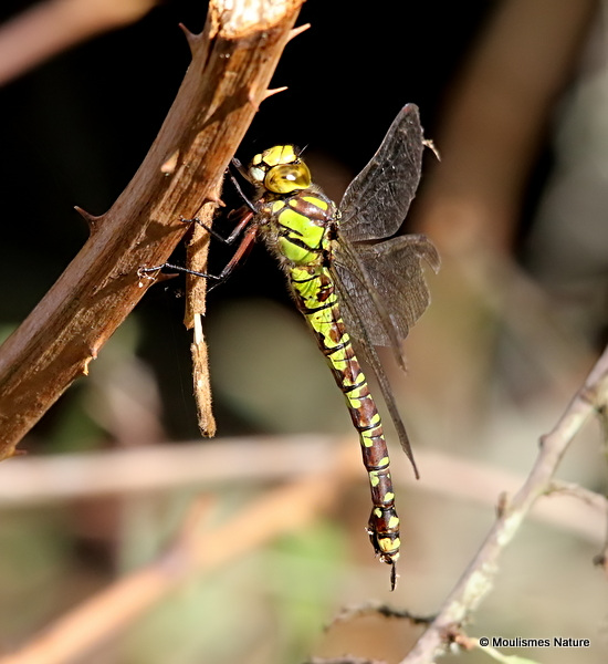 Southern Hawker (Aeshna cyanea) F