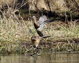 Garganey (Anas querquedula), Sarcelle d'ete