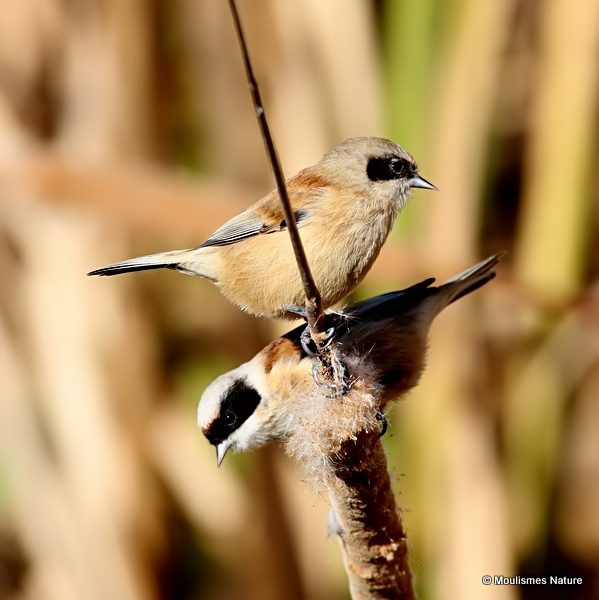 0S8A4439. Eurasian Penduline Tit (Remiz pendulinus), Ebro 12/2017.
