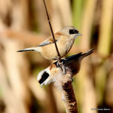 Eurasian Penduline Tit (Remiz pendulinus), Ebro 12/2017