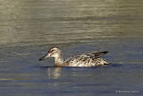 Garganey (Anas querquedula) F
