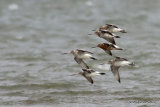 Bar-tailed Godwit (Limosa lapponica) Port del Fangar