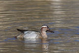 Garganey (Anas querquedula) M