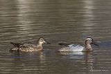 Garganey (Anas querquedula) M, F