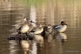 Garganey (Anas querquedula) M, F
