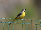Grey Wagtail (Motacilla cinerea), Bergeronnette des ruisseaux Ad
