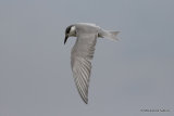 Whiskered Tern (Chlidonias hybrida) ad-winter Port del Fangar