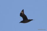 Arctic Skua (Stercorarius parasiticus) dark imm. Trabucador causeway