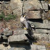 Peregrine (Falco peregrinus), Faucon pelerin M