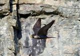 Peregrine (Falco peregrinus), Faucon pelerin M