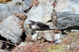 Peregrine (Falco peregrinus), Faucon pelerin M