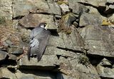 Peregrine (Falco peregrinus), Faucon pelerin M