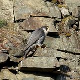 Peregrine (Falco peregrinus), Faucon pelerin M