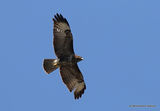 Buteo buteo juv
