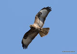 Buteo buteo