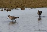 Eurasian Curlew (Numenius arquata)