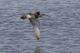 Eurasian Curlew (Numenius arquata)