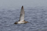 Eurasian Curlew (Numenius arquata)
