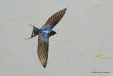 Barn Swallow (Hirundo rustica) l'Encanyissada