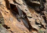 Peregrine (Falco peregrinus), Faucon pelerin F