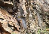 Peregrine (Falco peregrinus), Faucon pelerin F