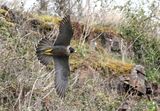 Peregrine (Falco peregrinus), Faucon pelerin F