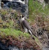 Peregrine (Falco peregrinus), Faucon pelerin F