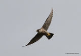 Peregrine (Falco peregrinus), Faucon pelerin F