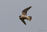 Peregrine (Falco peregrinus), Faucon pelerin F