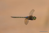 Vagrant Emperor (Anax ephippiger) male, near visitor centre
