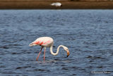 Greater Flamingo (Phoenicopterus roseus) Ad