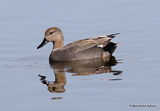 Gadwall (Anas strepera) M