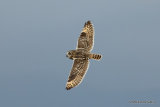 Short-eared Owl (Asio flammeus) Trabucador causeway
