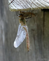 Downy Emerald (Cordulia aenea) F-ten