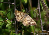 Common Heath (Ematurga atomaria) M