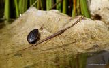 Water Stick Insect (Ranatra linearis)