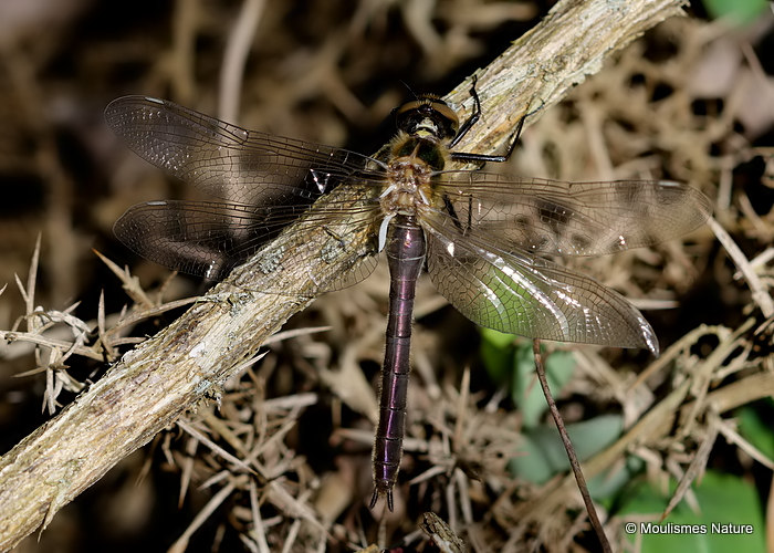 Downy Emerald (Cordulia aenea) F-ten